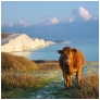 slides/The on looker.jpg seven sisters,country park,coastal,landscape,sunset,cows,cliff, chalk,coast guard cottages The on looker